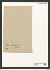 Goniothecium ? szakalense Pant. (de-Toni-Nr.: Genus 157, Species 4222) Zeichnungen Sammlung Grunow (NHMW-BOT-W0377024)